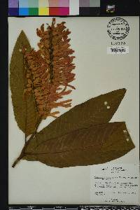 Triplaris cumingiana image