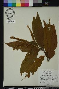 Triplaris cumingiana image