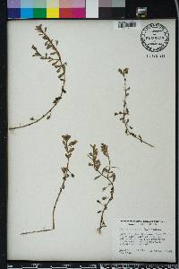 Bacopa monnieri image