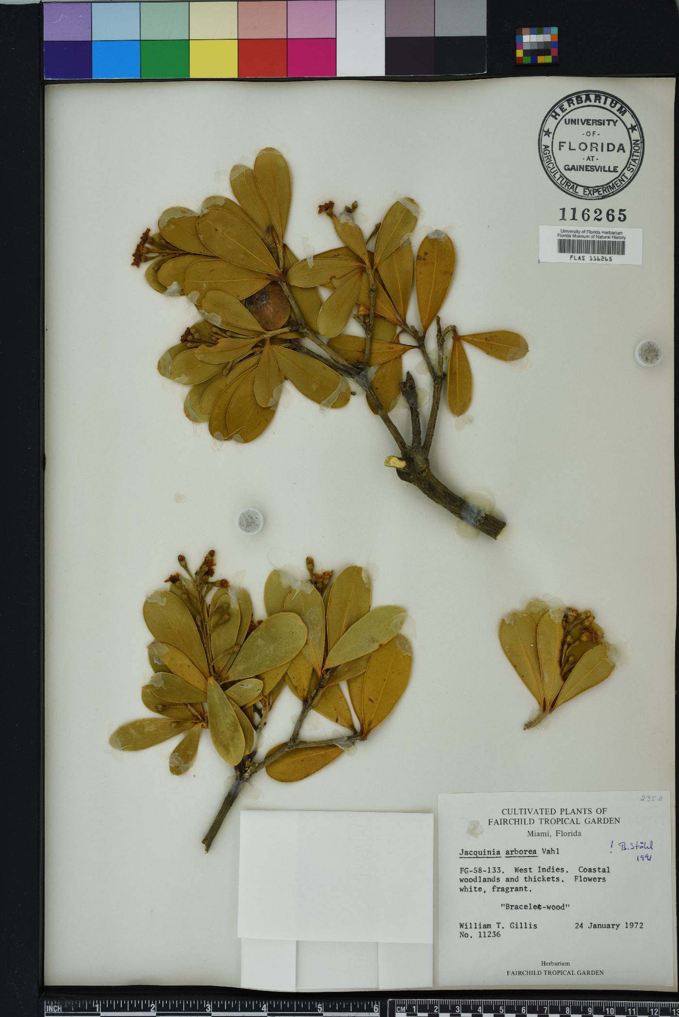 Jacquinia arborea image