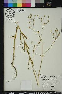 Scleranthus annuus image