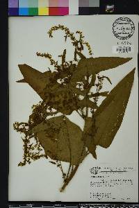 Rumex obtusifolius image