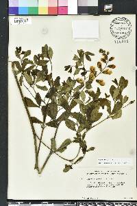 Baptisia alba image