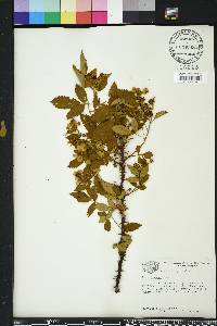 Rubus argutus image