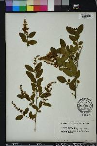 Ligustrum sinense image