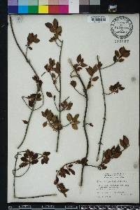Chiococca parvifolia image