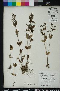 Hedyotis purpurea image