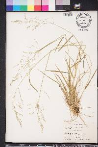 Poa autumnalis image