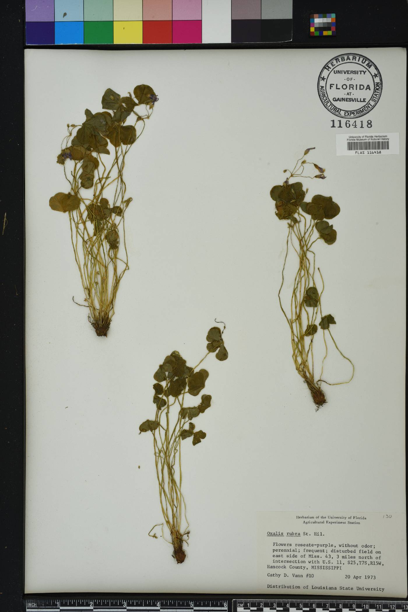 Oxalis rubra image