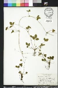 Potentilla indica image