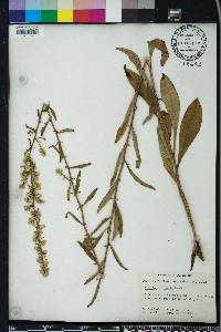 Solidago erecta image