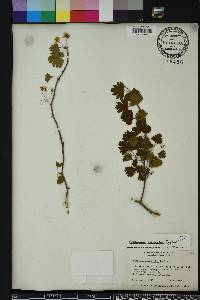 Crataegus marshallii image