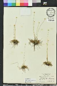 Syngonanthus flavidulus image