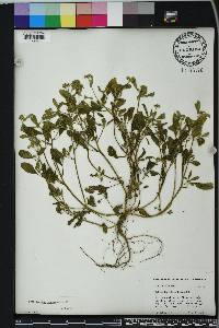 Euploca procumbens image