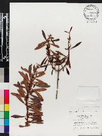 Myrica cerifera image