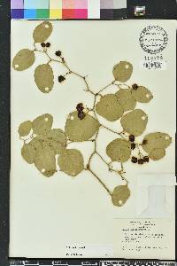 Smilax auriculata image