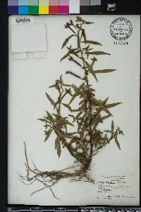 Ludwigia octovalvis image