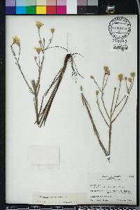 Pityopsis graminifolia image