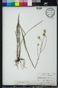 Pityopsis graminifolia image