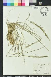 Sporobolus indicus image