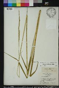 Paspalum urvillei image