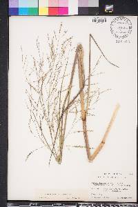 Panicum dichotomiflorum var. dichotomiflorum image