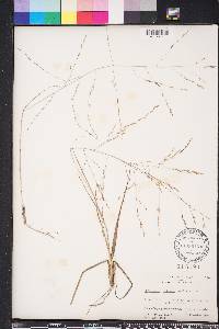 Eragrostis refracta image