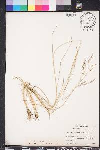 Eragrostis atrovirens image