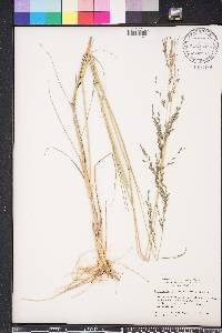 Eragrostis atrovirens image