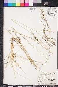 Eragrostis atrovirens image