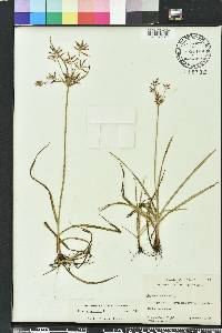 Cyperus rotundus image