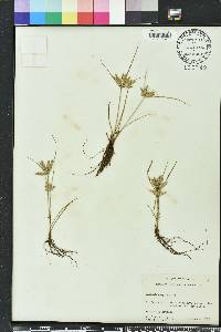 Cyperus compressus image