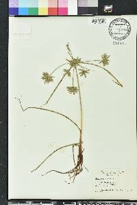 Cyperus compressus image