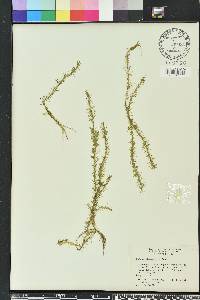 Mayaca fluviatilis image