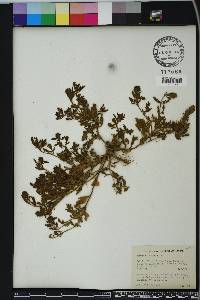 Verbena bracteata image