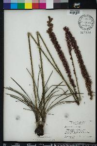 Liatris tenuifolia image