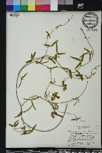 Vigna luteola image