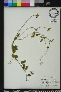 Vigna luteola image