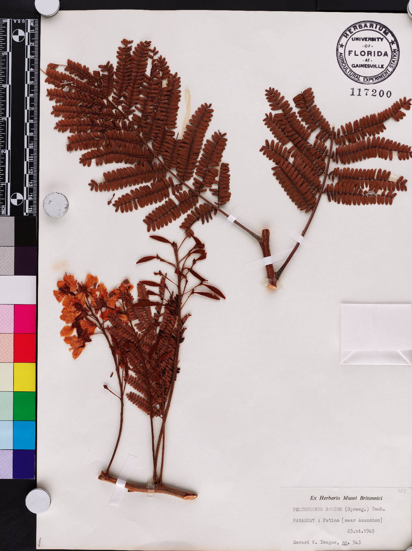 Peltophorum dubium image