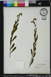 Onosmodium virginianum image