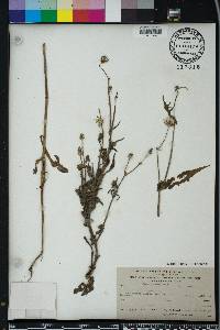 Sonchus oleraceus image