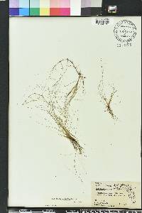Eleocharis elongata image