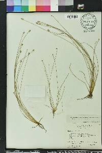 Eleocharis albida image