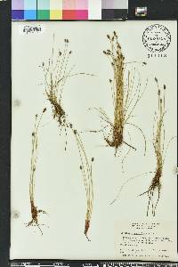 Eleocharis montevidensis image