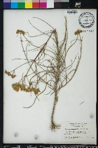 Flaveria linearis image