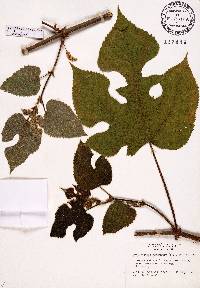 Broussonetia papyrifera image