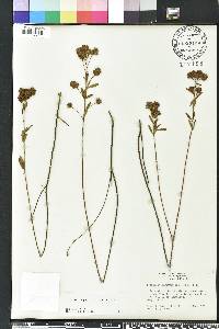 Lespedeza angustifolia image