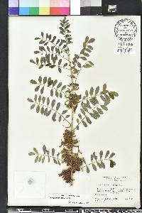 Indigofera suffruticosa image