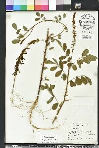 Indigofera hirsuta image