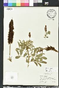 Indigofera hirsuta image